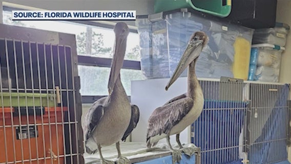 Florida Wildlife Hospital investigating spike in suspicious pelican deaths: 'Hurts our heart'