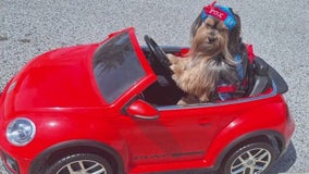 ‘Blue’ in his VW convertible