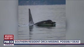 WA Southern Resident orca reported missing