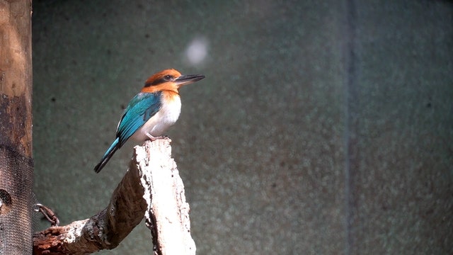 Endangered bird species lays eggs in the wild, the 1st in almost 40 years