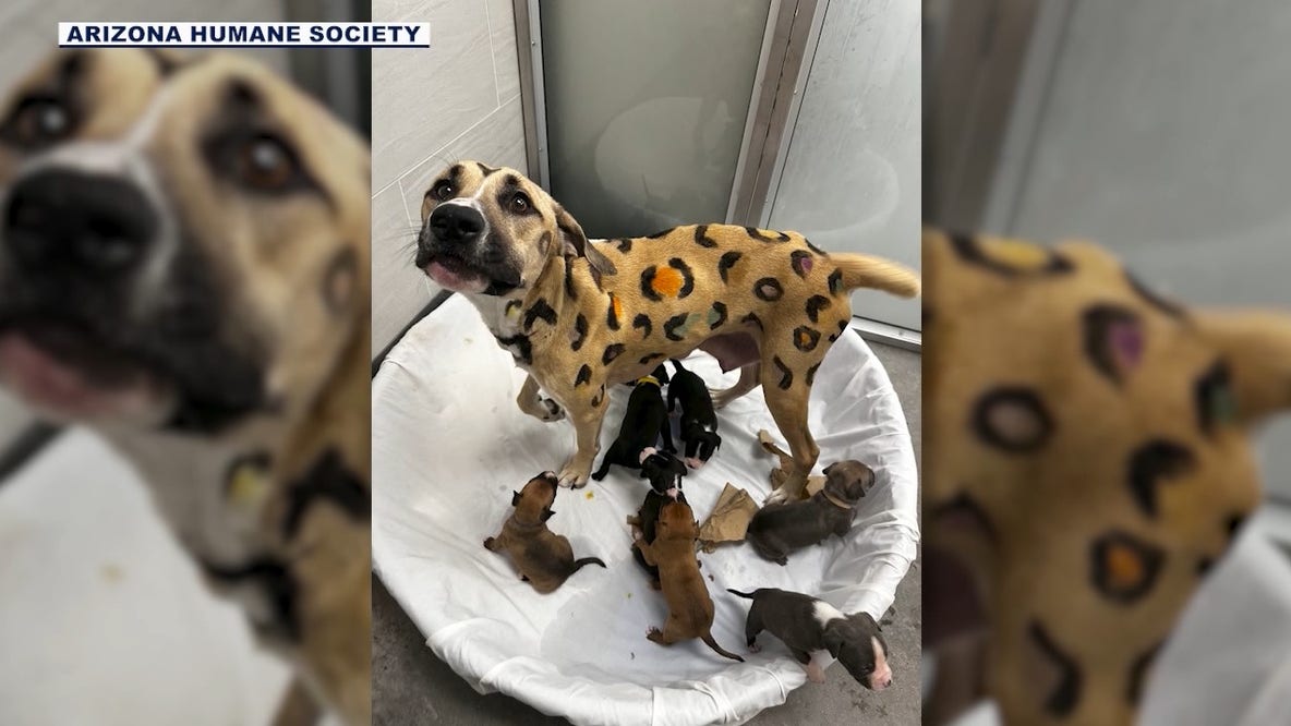 Rainbow Brite & her pups are up for adoption