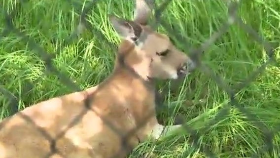 Kangaroo captured: Meet Hickory