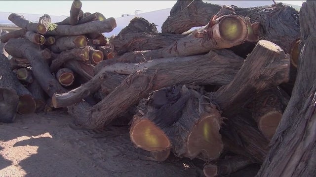 Tempe sawmill repurposing downed trees from microburst