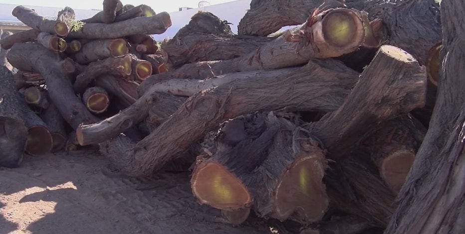 Tempe sawmill repurposing downed trees from microburst