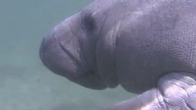 Manatee excursions in Citrus County's Homosassa Springs