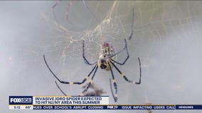 Invasive spiders expected to hit New Jersey area this summer