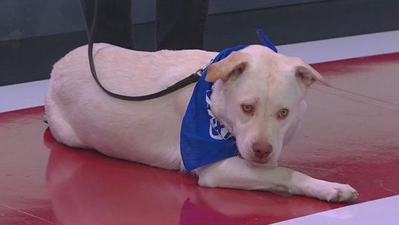 Arizona pup featured in Puppy Bowl XXI