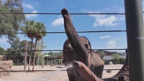 Houston zoo animals stay cool, dolphin rescue