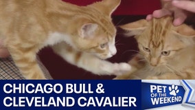 Meet Cleveland Cavalier and Chicago Bull