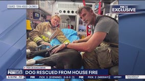 Florida pup stuck in bedroom during house fire, rescued