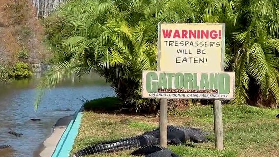 How Gatorland is keeping its cold-blooded residents warm and safe