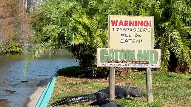 How Gatorland is keeping its cold-blooded residents warm and safe
