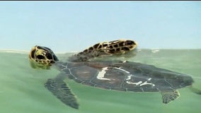 Cold-stunned sea turtles being treated at Volusia County rehabilitation facility