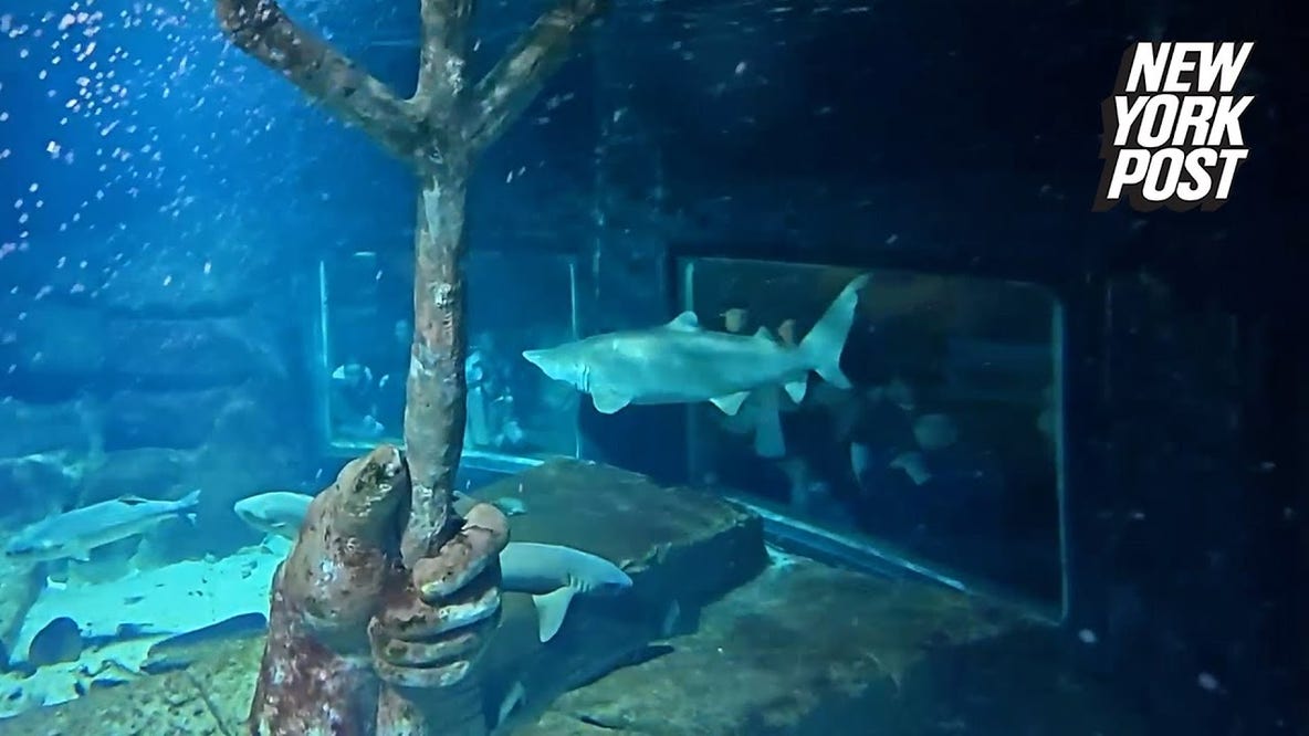 Inside Long Island Aquarium’s shark tank