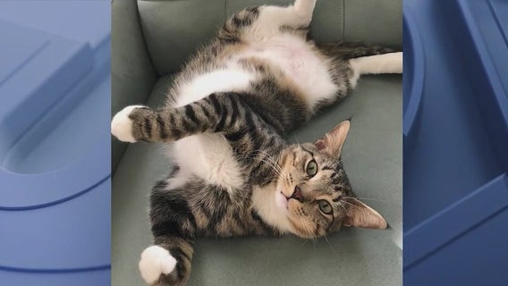 Lost Florida cat 'Flounder' found in surprising spot after weekend search