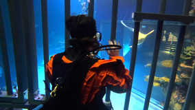 Going eye-to-eye with sharks at the Point Defiance Zoo and Aquarium