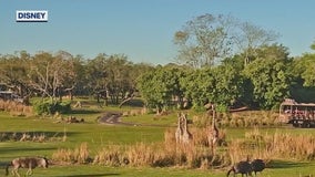 Safari magic at Disney's Animal Kingdom