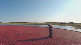 Minnesota Cranberry Company: A family business