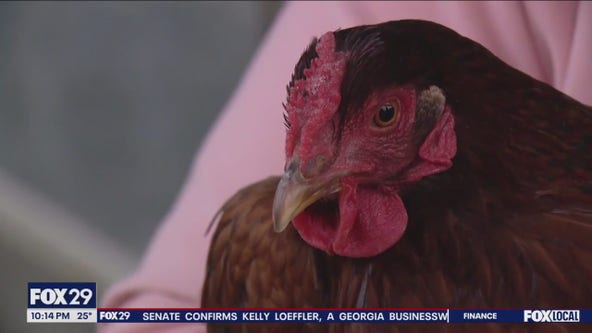 Emotional support chickens at heart of NJ homeowner fight with HOA