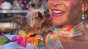 PAWS Chicago hosting 21st annual Beach Party at Navy Pier