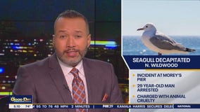 Seagull decapitated at Morey's Pier as man arrested for animal cruelty: police