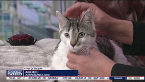 Pet of the day Atlanta Animal Rescue Friends