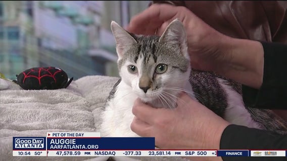 Pet of the day Atlanta Animal Rescue Friends