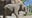 LA Zoo's elephants being relocated to Oklahoma