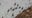 May is lovebug season in Florida: Why are they declining?