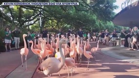 'Human wall' moves flamingos into habitat