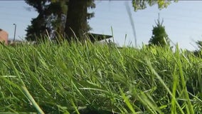 Dry and warm September stalls lawn growth