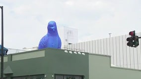 Massive pigeons land in downtown Orlando