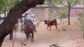 Ranchers round up loose cow in Phoenix neighborhood