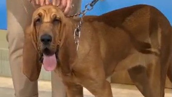 FOX 35 Care Force: Bell Isle Police raising funds for K9