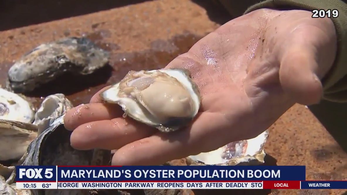 Maryland's oyster population booms