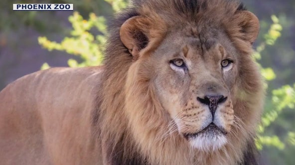 Boboo the lion passes away at Phoenix Zoo