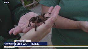 Dan Godwin with tarantulas: Boo at the Zoo