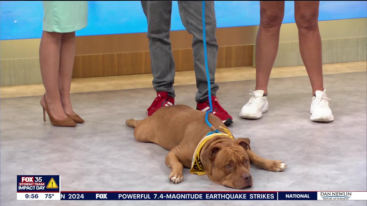 Adopt-A-Pet: Meet Trixie