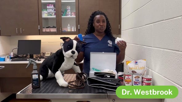 Pet first-aid, emergency's at home | Pet Pawcast