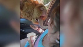 Curious cow licks woman in car