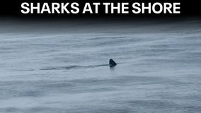 Rare sharks spotted twice at these Jersey Shore beaches