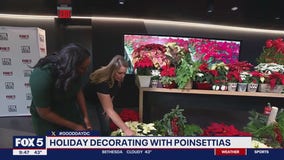 Decorating with and caring for poinsettias