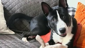 Meet Gumball: Our Pet of the Day