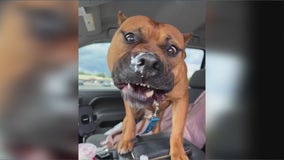 Suburban shelter dog ‘Rennie’ needs a forever home