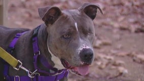 Parker at WilCo Regional Animal Shelter