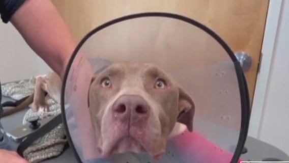 Dog dumped in Houston's 'Corridor of Cruelty' shot 3 times, survives