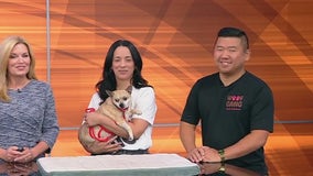 Meet Cutie Pie: Pet of the Day