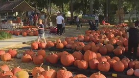 Sanlando Methodist Church pumpkin patch