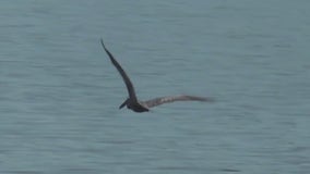 Fishing line tangles osprey with cable line