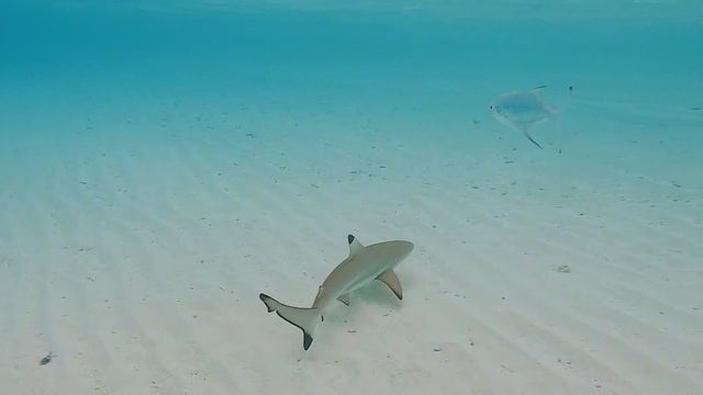 Lulu’s Law: Proposed national shark attack alert system aims to boost beach safety